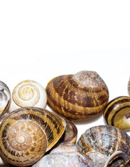 Collection of Empty Snail Shells on a White Background