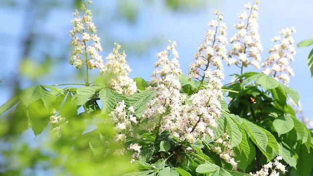 Spring blossoming chestnut tree flowers. Aesculus hippocastanum blossom of horse-chestnut tree, sunny day, light breeze. Spring background. Slow motion video, dynamic scene. Close up.