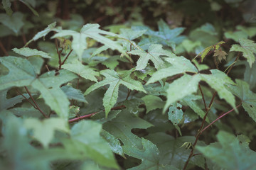 Greenish view, Plant and grass