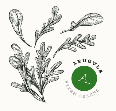 Hand drawn sketch arugula. Organic fresh food vector illustration isolated on white background. Retro vegetable rucola salad illustration. Engraved style botanical picture.