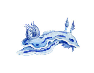 Sea slug watercolor painted image. Hand drawn tropical coral reef mollusk. Blue underwater ocean slug isolated on white background.