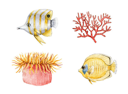 Coral Fish, Actinia And Coral Watercolor Painted Image Set. Hand Drawn Beautiful Sea Life Collection. Colorful Tropical Coral Fish And Sea Anemone Aquarium Creature Isolated On White Background.