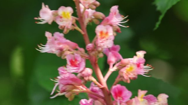 Beautiful pink chestnut blossom, sunny day, light breeze. Spring background. Slow motion video, dynamic scene. Close up.