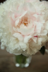 A bouquet of pink peonies stands in a glass vase on a wooden table. The petals fell on the table