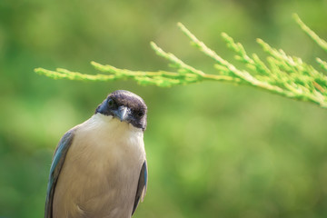 Closeup of a bird in the forest with a green colored background