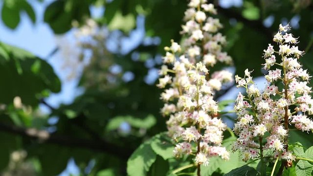 Spring blossoming chestnut tree flowers. Aesculus hippocastanum blossom of horse-chestnut tree, sunny day, light breeze. Spring background. Slow motion video, dynamic scene. Close up.