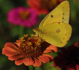 Sulfur butterfly on a bright orange flower