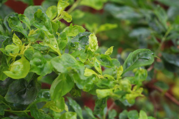 Greenish view, Plant and grass