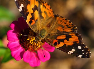 Painted lady butterfly on a bright pink zinnia flower