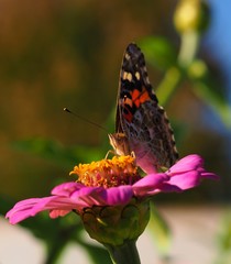Macro profile of a painted lady on pink zinnia