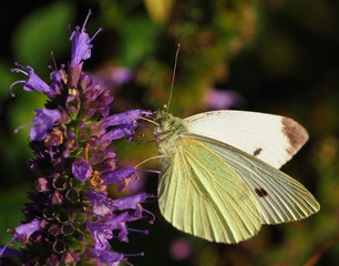 Cabbage white on purple flowers