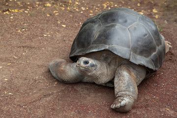 Fototapeta premium A huge turtle is resting. Tortoise Shell