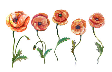 Watercolor illustration. Raster. Realistic poppies flowers.