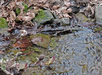 SCHWIMMENDER FEUERSALAMDER . SWIMMING FIRE SALAMAMDER