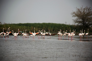 A flamboyance of flamingos in wading in river