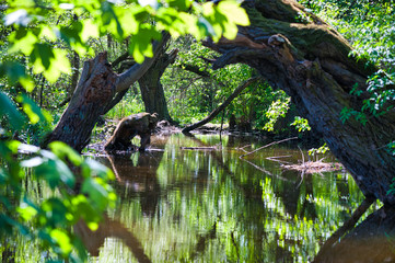 Rozlewisko wody w lesie