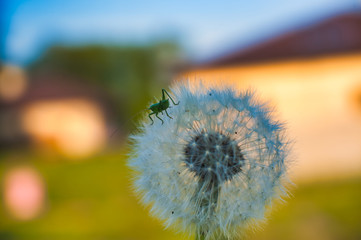 Konik polny © michalsen