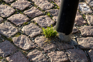 Fototapeta premium A growing plant through the ground next to an iron pillar; Iron pole on stone sidewalk