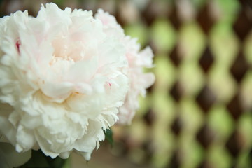 A bouquet of pink peonies in close-up stands on the table, against the background of a carved gazebo