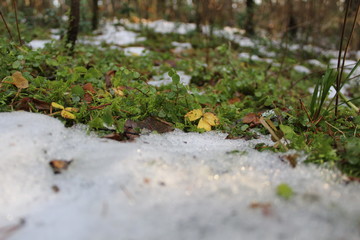snow and grass in the forest in winter, autumn and spring