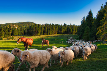 Stado owiec. Pieniny, Polska. © michalsen