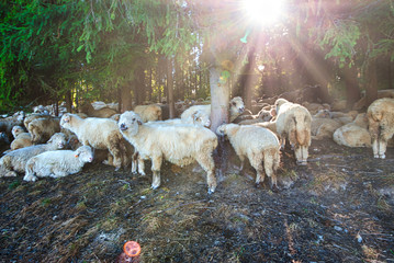 Stado owiec. Pieniny, Polska. © michalsen