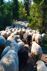Stado owiec. Pieniny, Polska. © michalsen