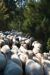 Stado owiec. Pieniny, Polska. © michalsen