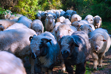 Stado owiec. Pieniny, Polska. © michalsen