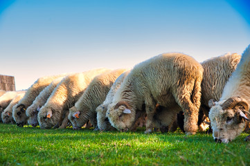 Stado owiec. Pieniny, Polska. © michalsen