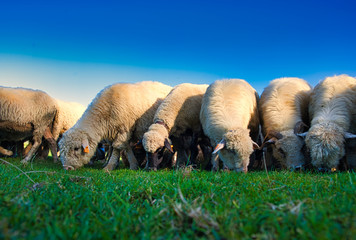 Stado owiec. Pieniny, Polska. © michalsen