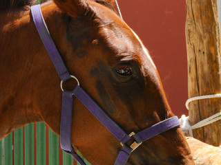 Portrait of a brown horse