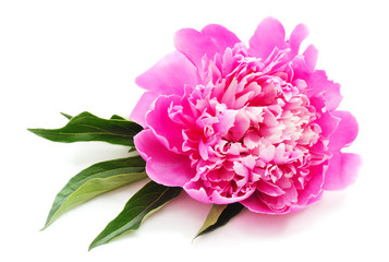 One pink peony with leaves.