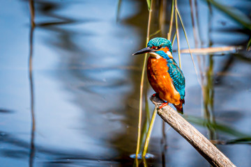 Obraz premium Kingfisher on a branch