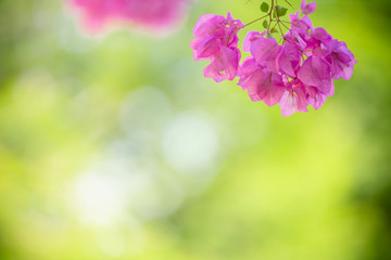 Close up of nature view pink Bougainvillea on blurred greenery background under sunlight with bokeh and copy space using as background natural plants landscape, ecology wallpaper concept.