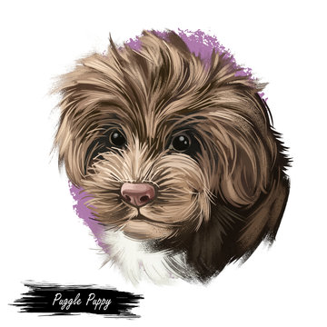 Sproodle digital art illustration of cute dog muzzle isolated on white. Crossbreed of Poodle and English Springer Spaniel. Long haired canine animal portrait, dark hairy puppy, pedigreed dogo.