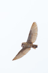 Barn owl in flight