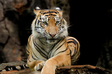 Sumatran tiger in various pose