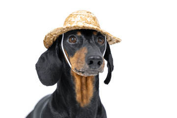 Portrait of a cute Dachshund dog, black and tan, dressed in a gardener  straw hat on a white...