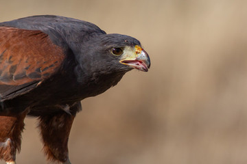 Harris Hawk