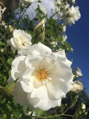 White rose flowers in the garden