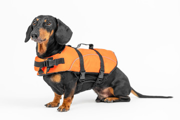 Portrait of a cute dog of the Dachshund breed, in a orange life jacket on white background. not...