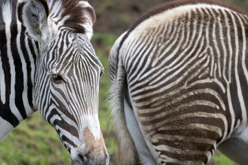 Fototapeta na wymiar Zebra, Equus quagga, close up portrait with lime green background showing head pattern.