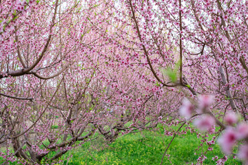 Beautiful floral background with blooming almonds.