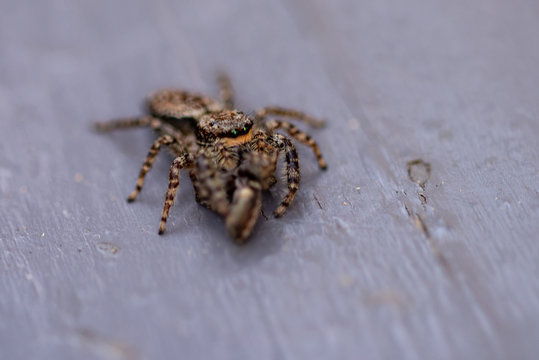 Petite araignée sauteuse en gros plan tachetée 