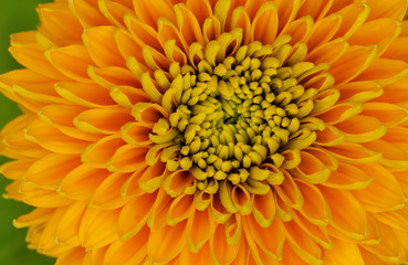 Close-up of a colorful sunflower showing its patterns, details, and vibrant color