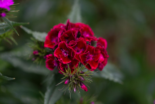 Jolie fleur rouge Sweet William ou appelé aussi oeillet de poète