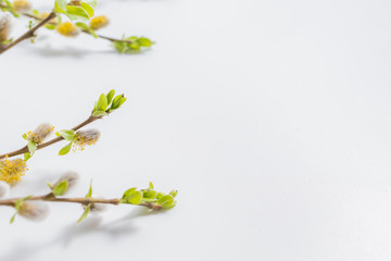 Composition with green buds on branches on a white background