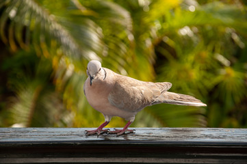 paloma en el balcon