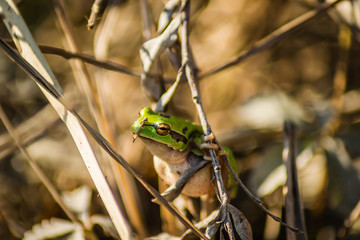 Young green frog in its natural environment 